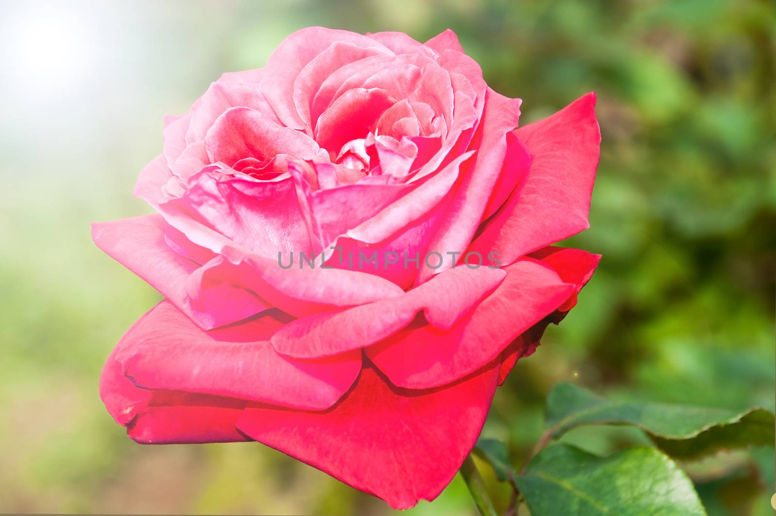 red rose flower drawing filter