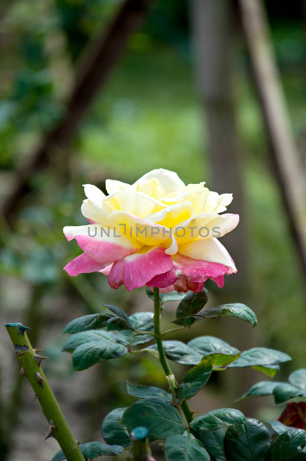 Beautiful rose flower by Yuri2012