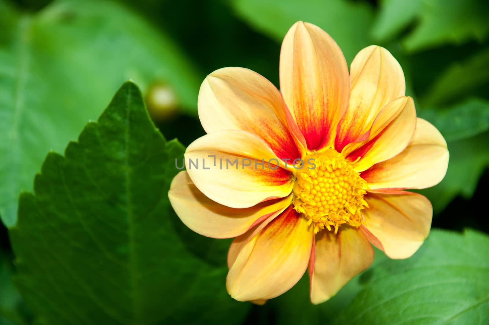 Fresh Yellow flowers with dew drops on green backgound