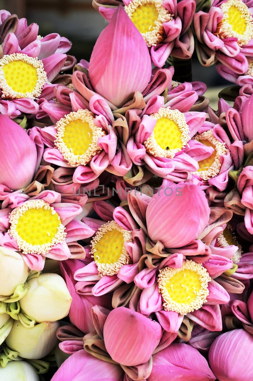pink lotus flower in market