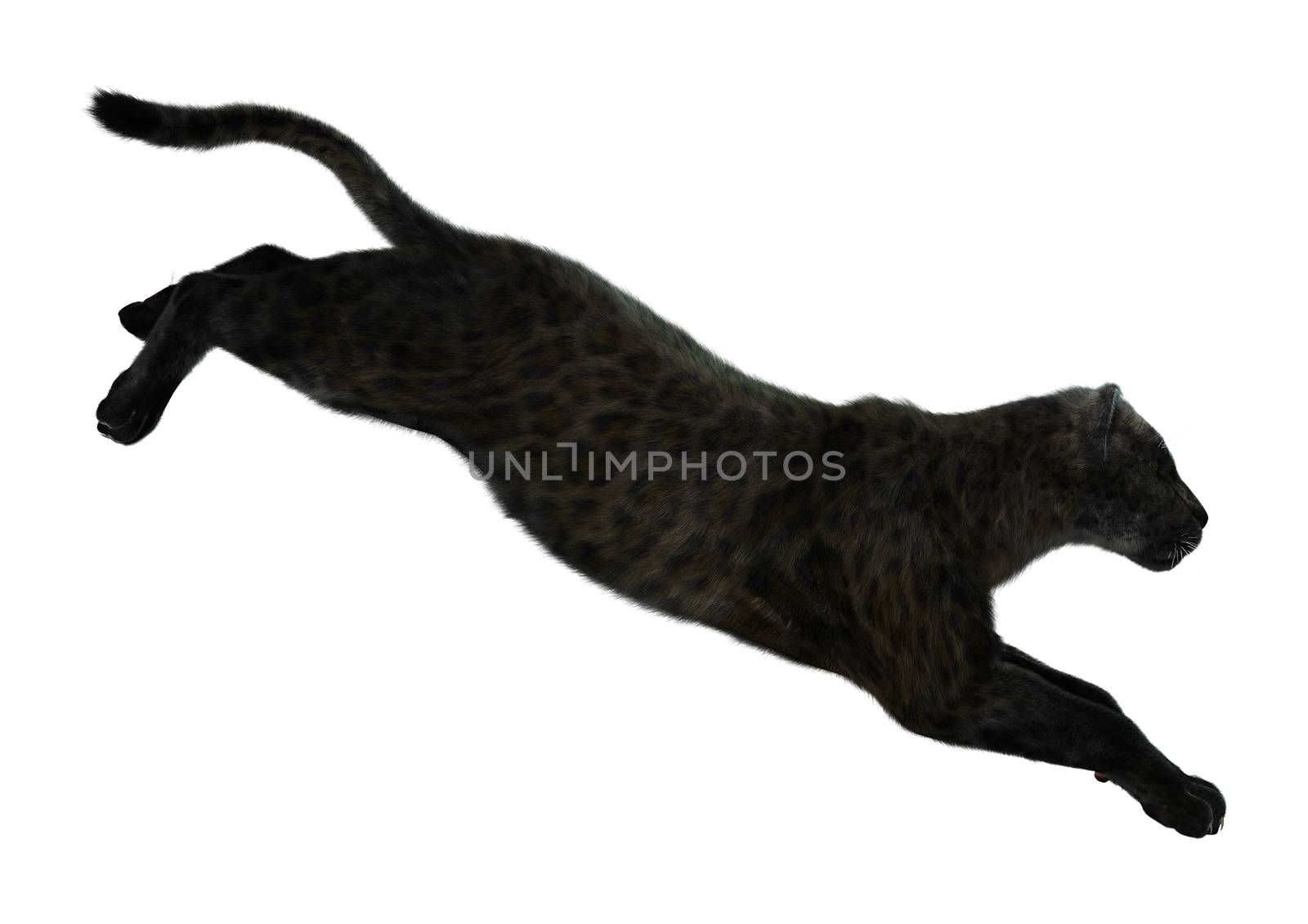 Big Cat Black Panther by Vac