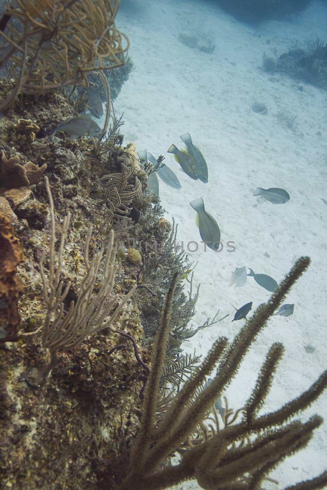 Small school of parrot fish swimming away