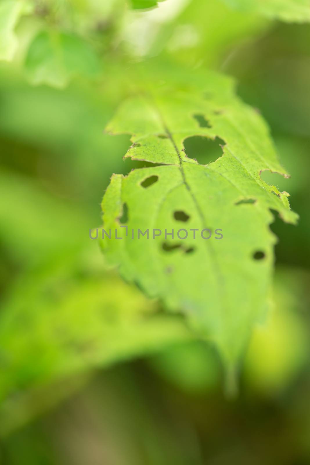 A green leaf with many holes in it eaten by a bug.