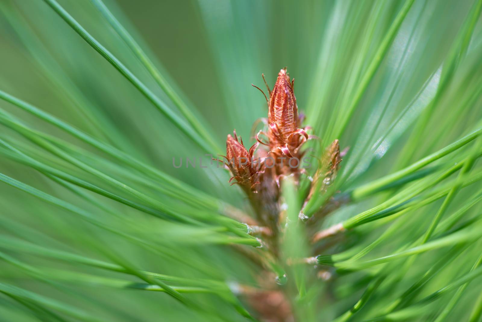 A macro shot of a small budding pine cone on a pine tree.