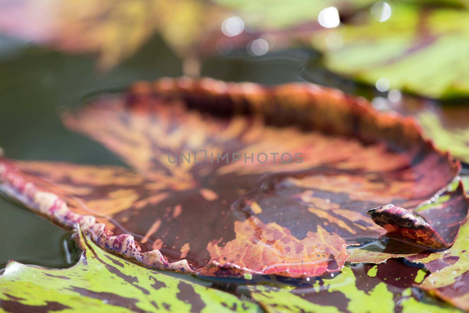 A macro shot of a red and green lily pad on water.