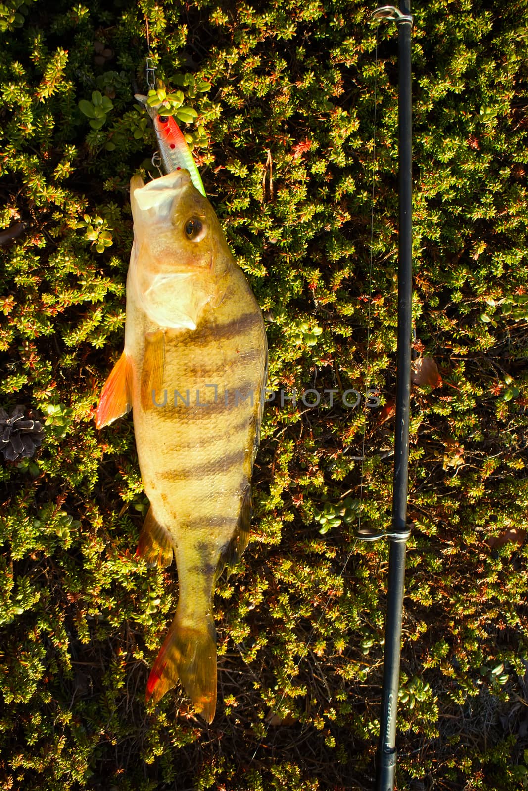 perch fishing Northern fish by max51288