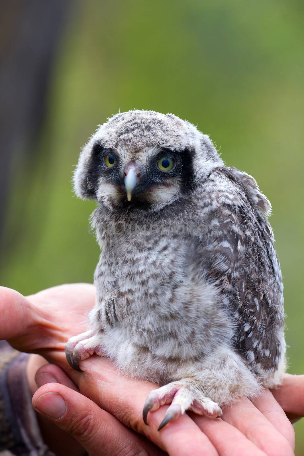 cute fluffy little devil sitting on a person's hand. Owlet.