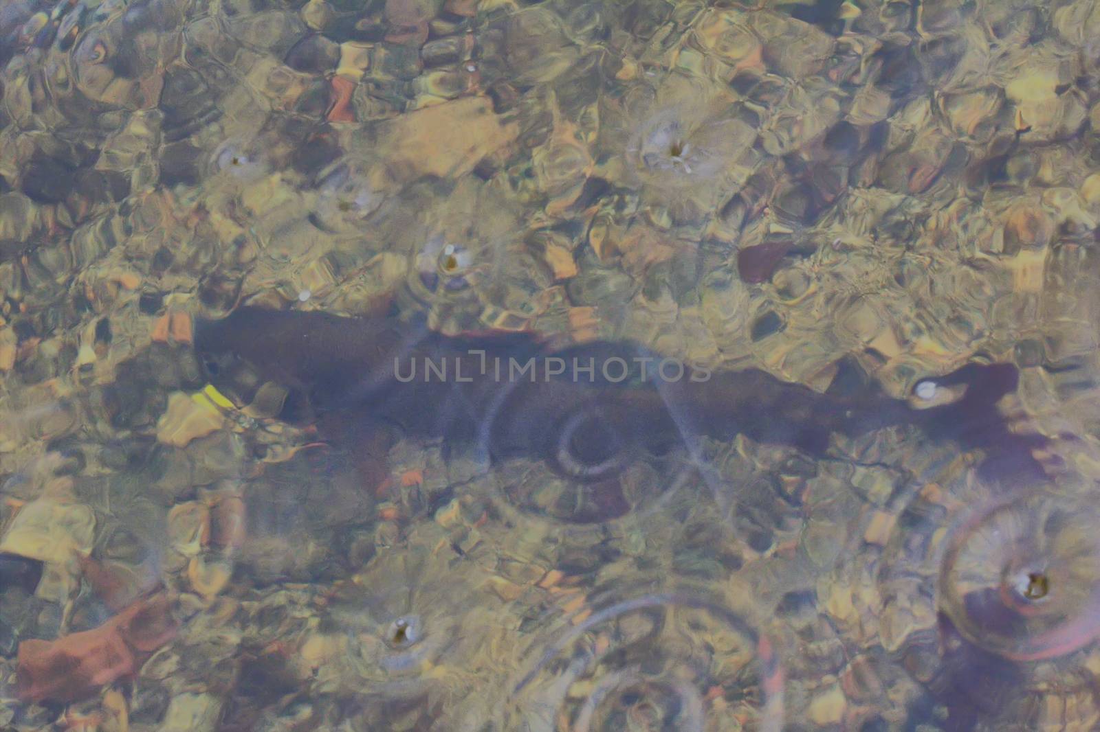 grayling in river underwater caught on a spinner