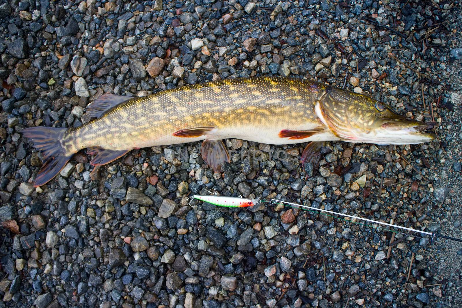 trophy pike caught rarely by max51288