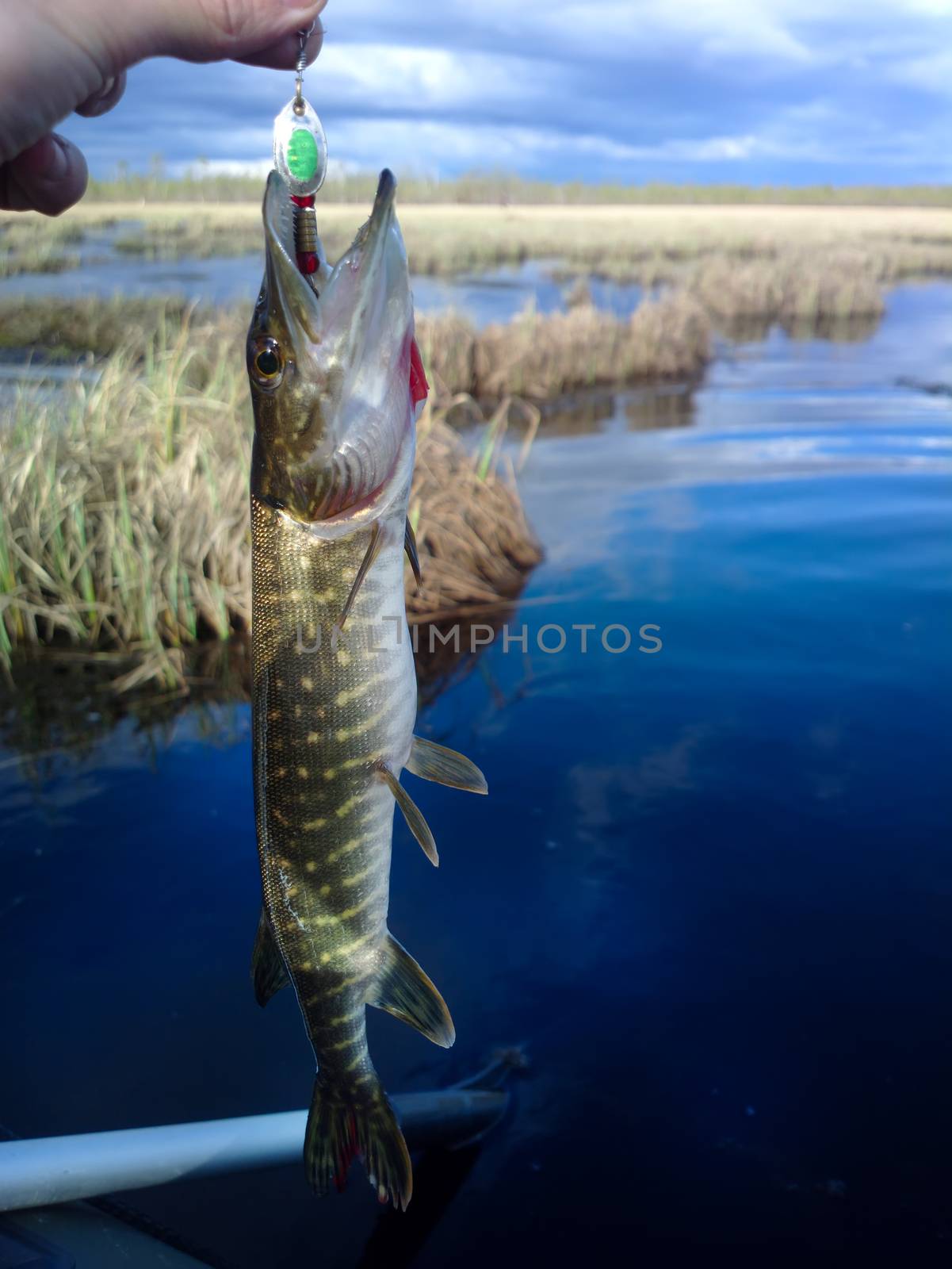 pike lake fishing on spinning by max51288