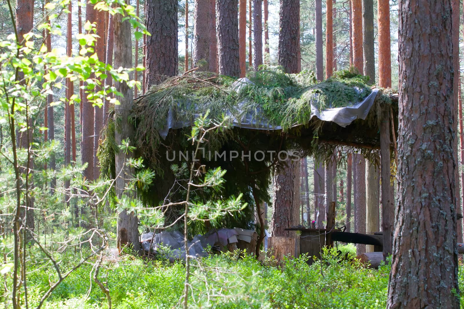 camping outdoor with  tent in woods in summer  by max51288