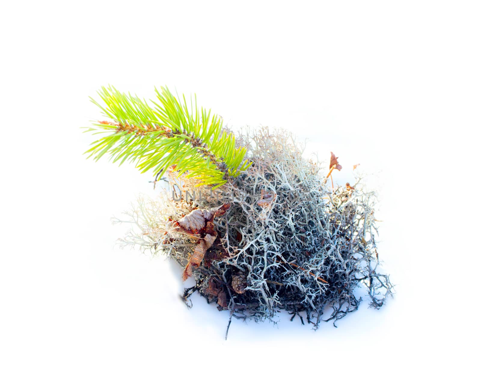 natural moss decoration on white background by max51288