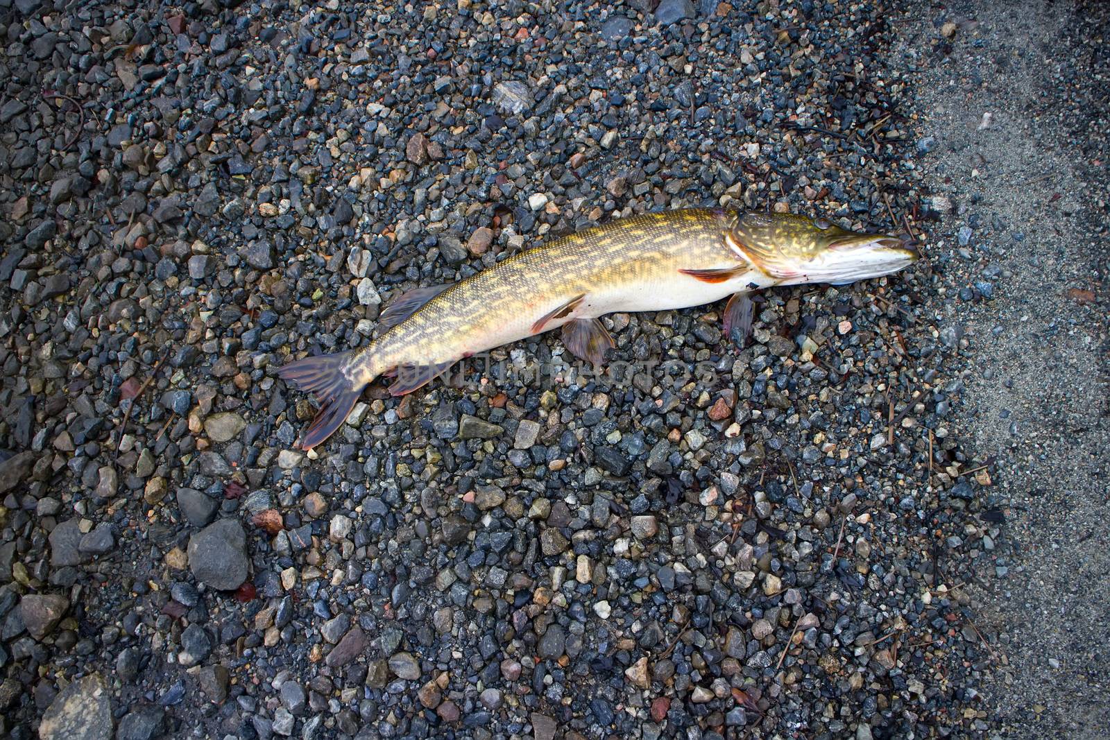 pike caught on the shores of the polar lake by max51288