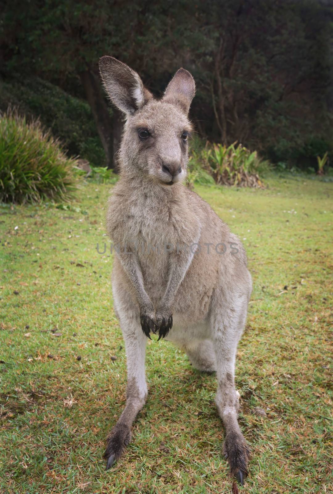 Kangaroo Macropus giganteus by lovleah