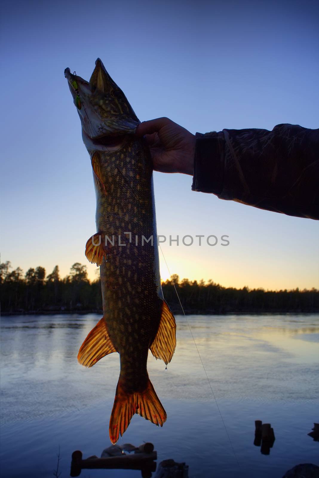 pike fishing big Northern fish by max51288
