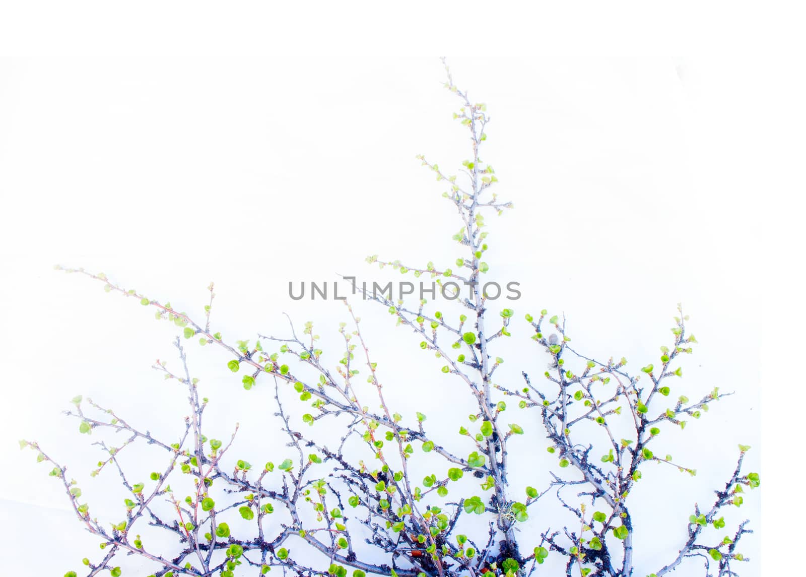 dwarf prostrate birch tree in spring blossom leaves isolated