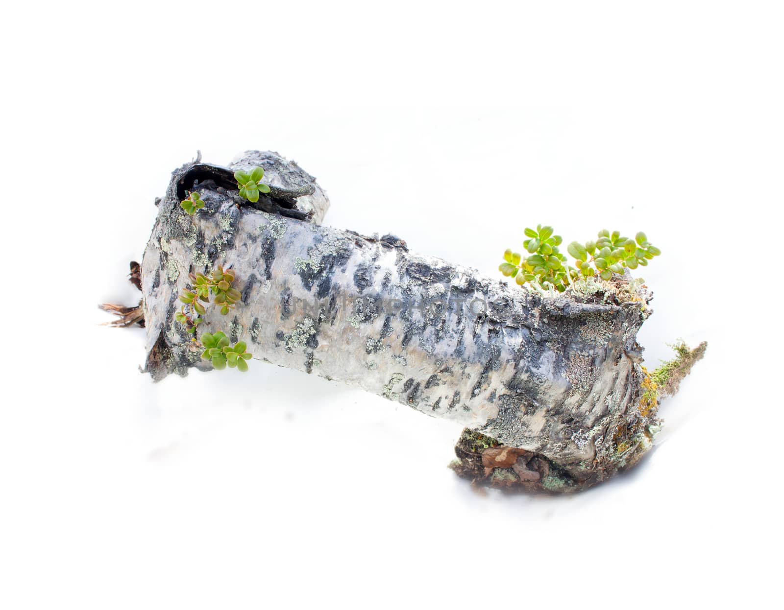 spring stump of a very old and natural on a white background by max51288