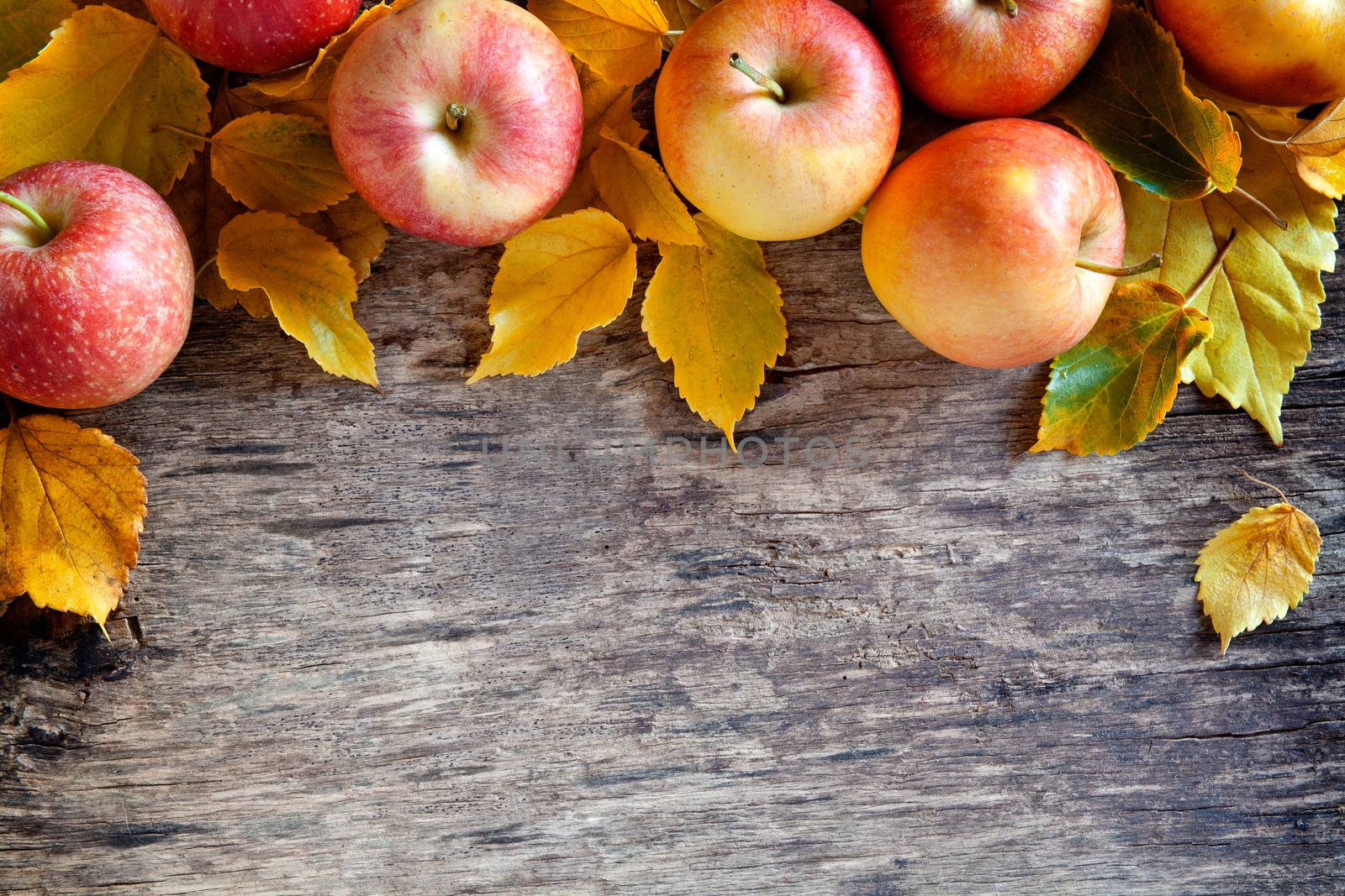 Autumn Apples Backdrop by mpessaris