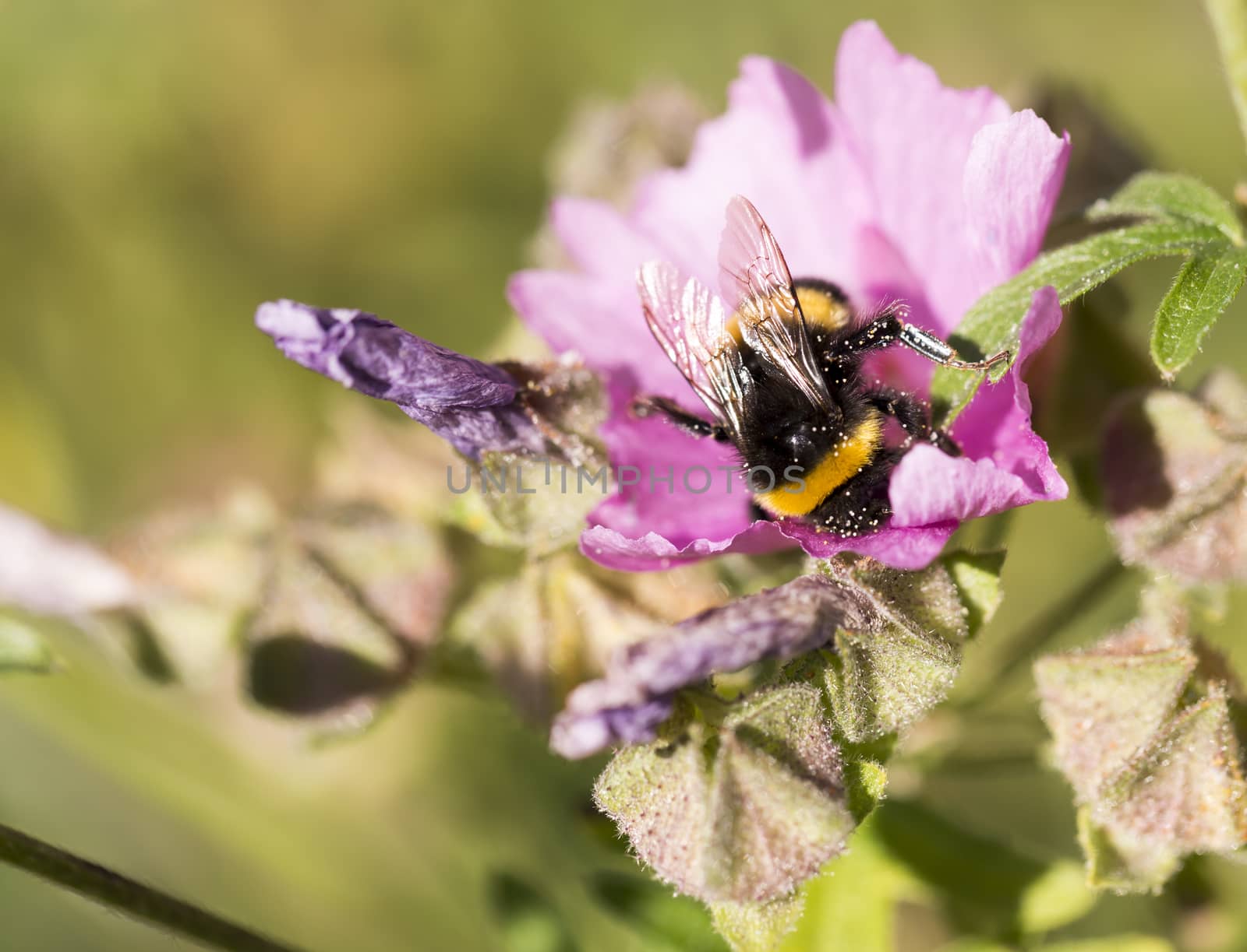 Bumblebee Covered in Pollen Gathering Nectar
