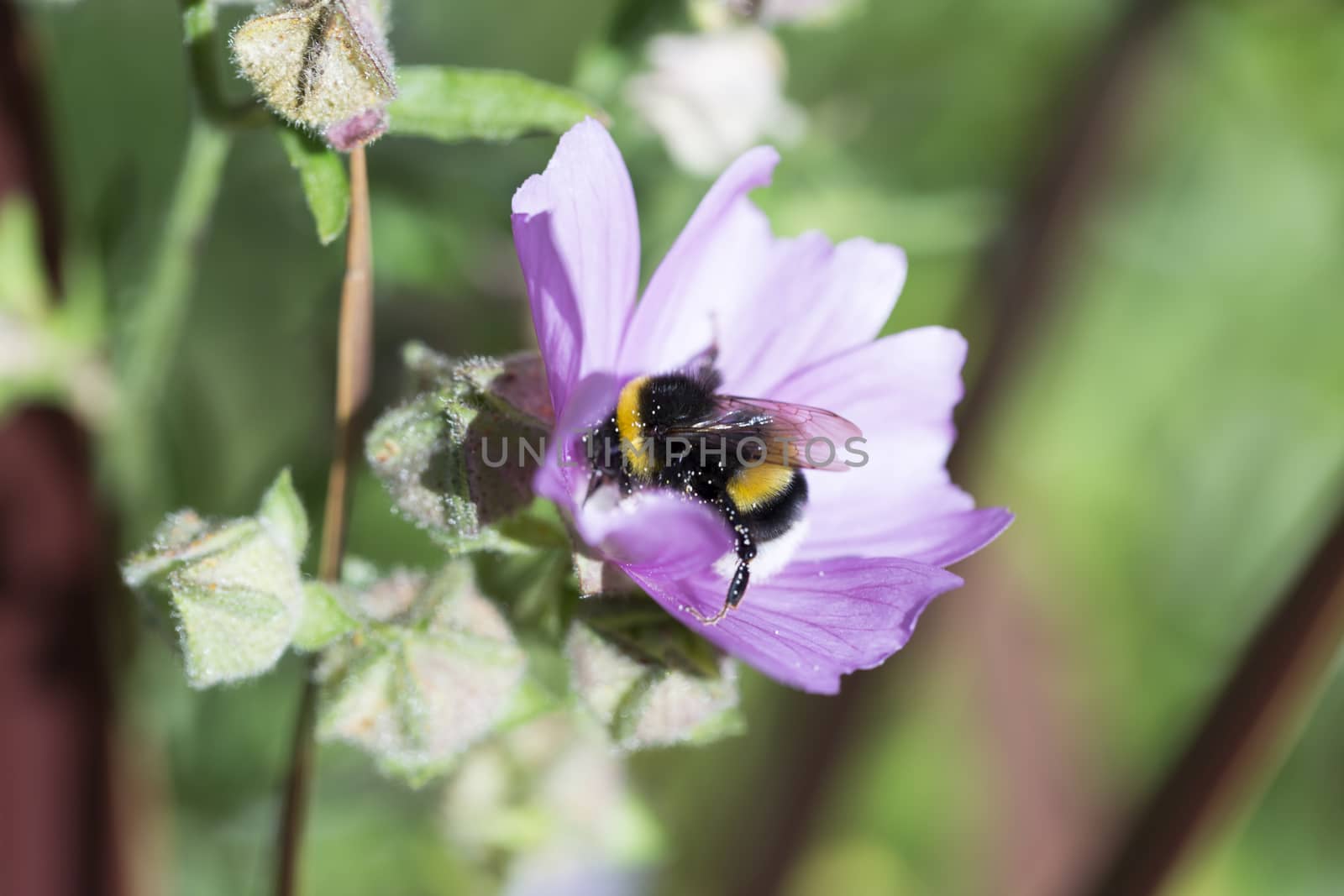 Bumblebee Covered in Pollen Gathering Nectar