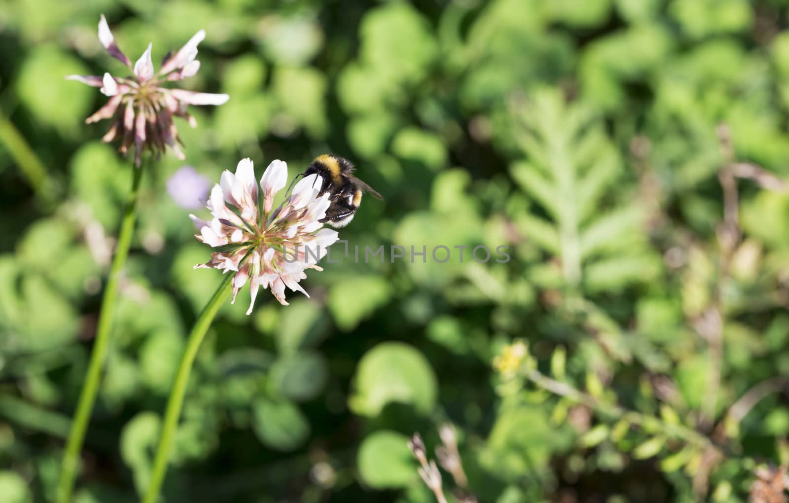Bumblebee Gathering Nectar from Clover