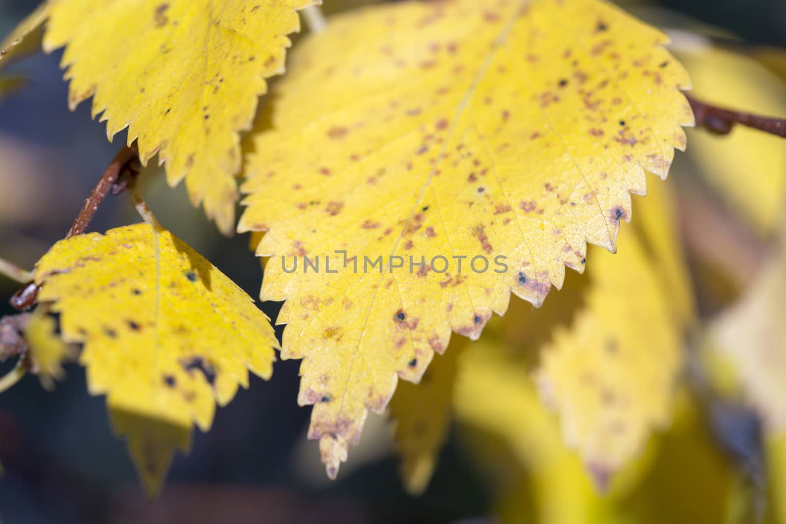 Yellow Birch Leaf Close Up in Fall