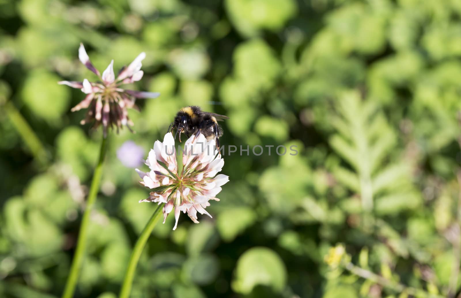 Bumblebee Gathering Nectar from Clover
