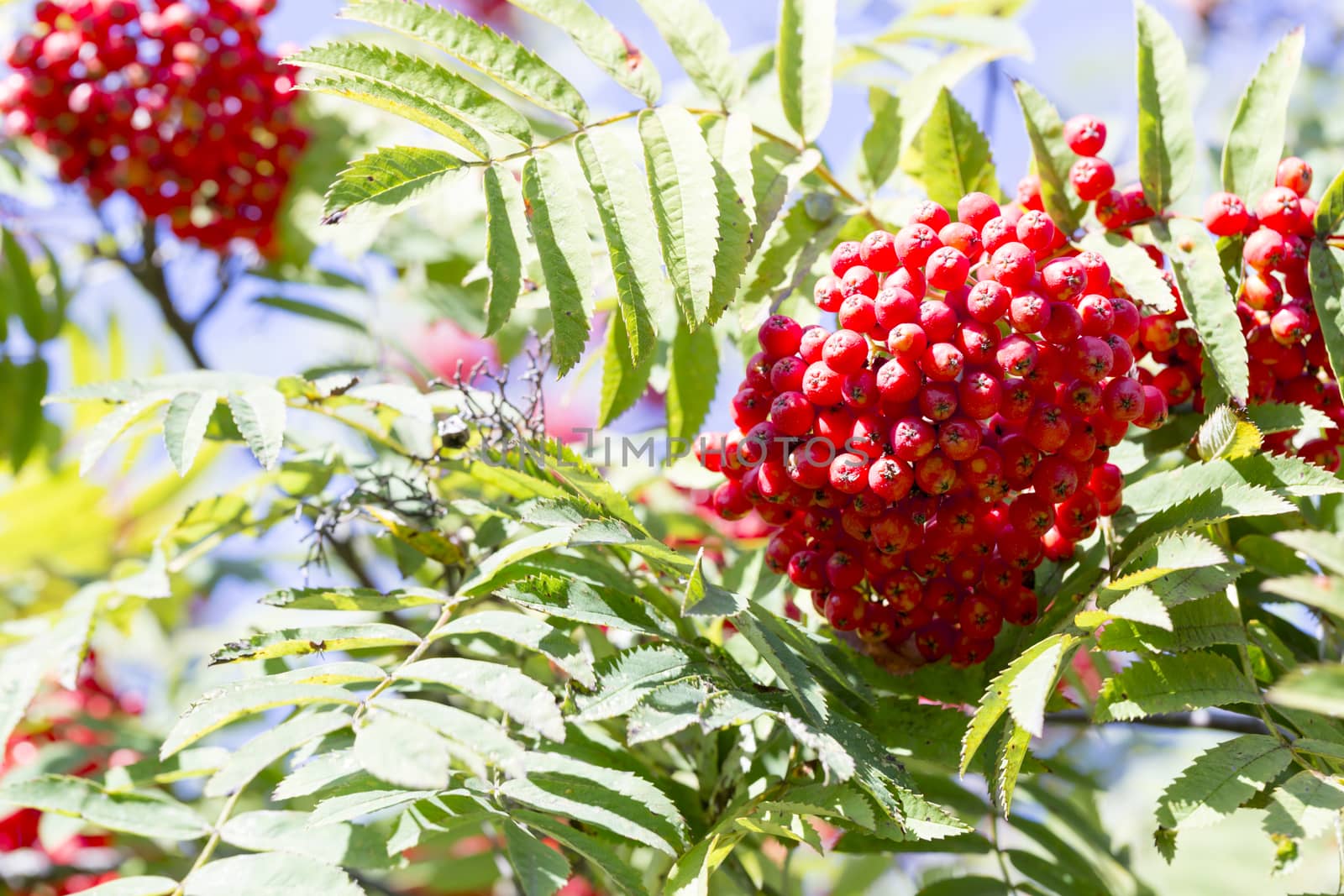 Rowan Fruit in Tree Close up.