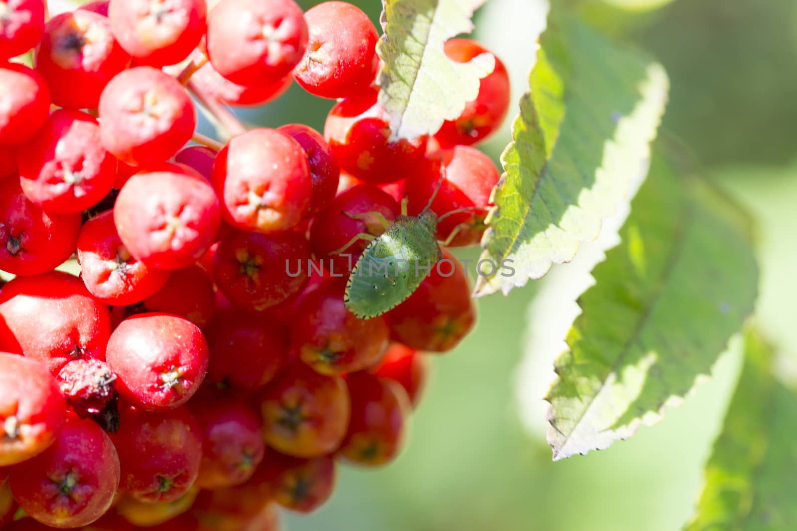 Green Insect in Rowan Tree close up. Macro image.