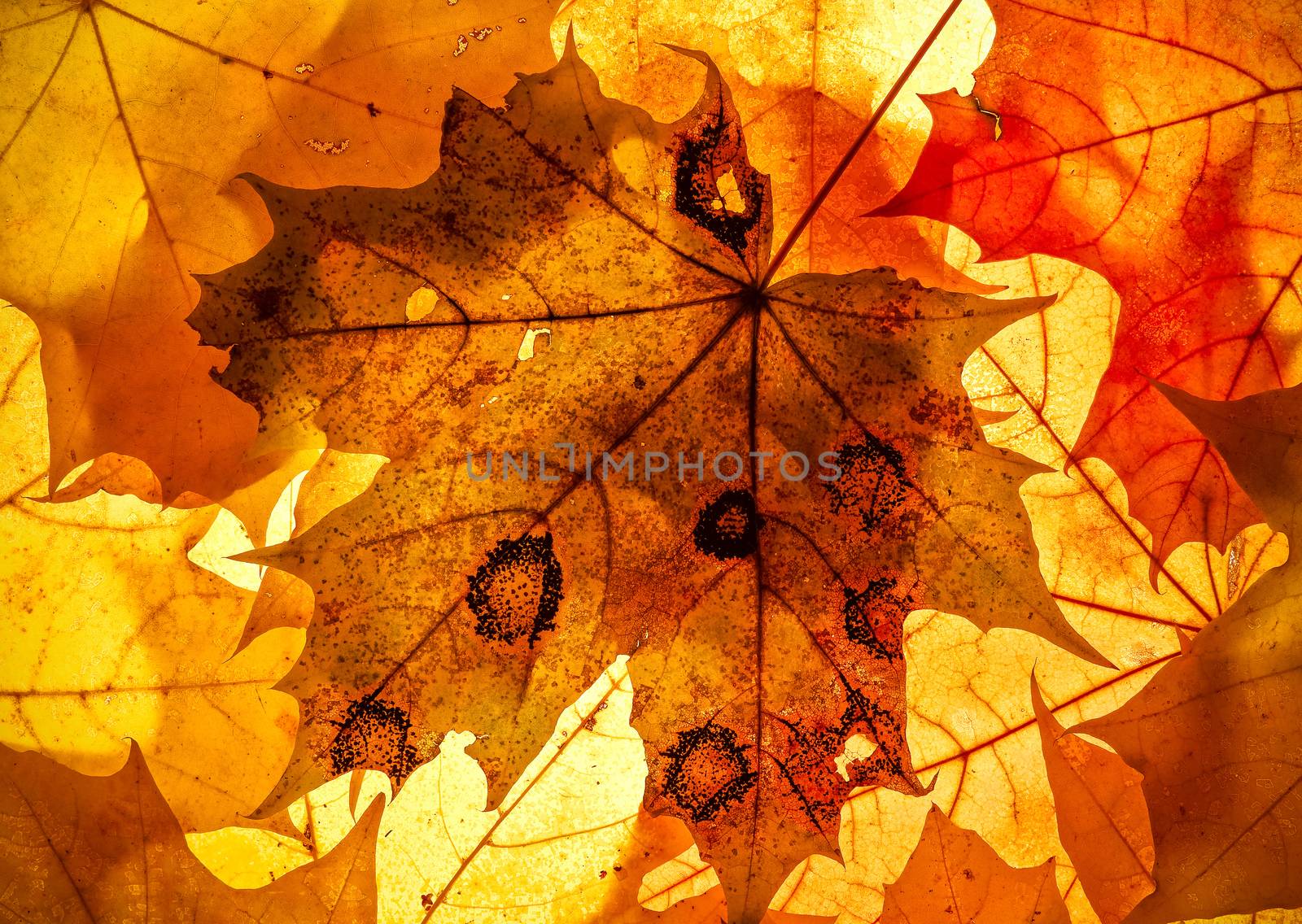 Bright autumn leaves, background
