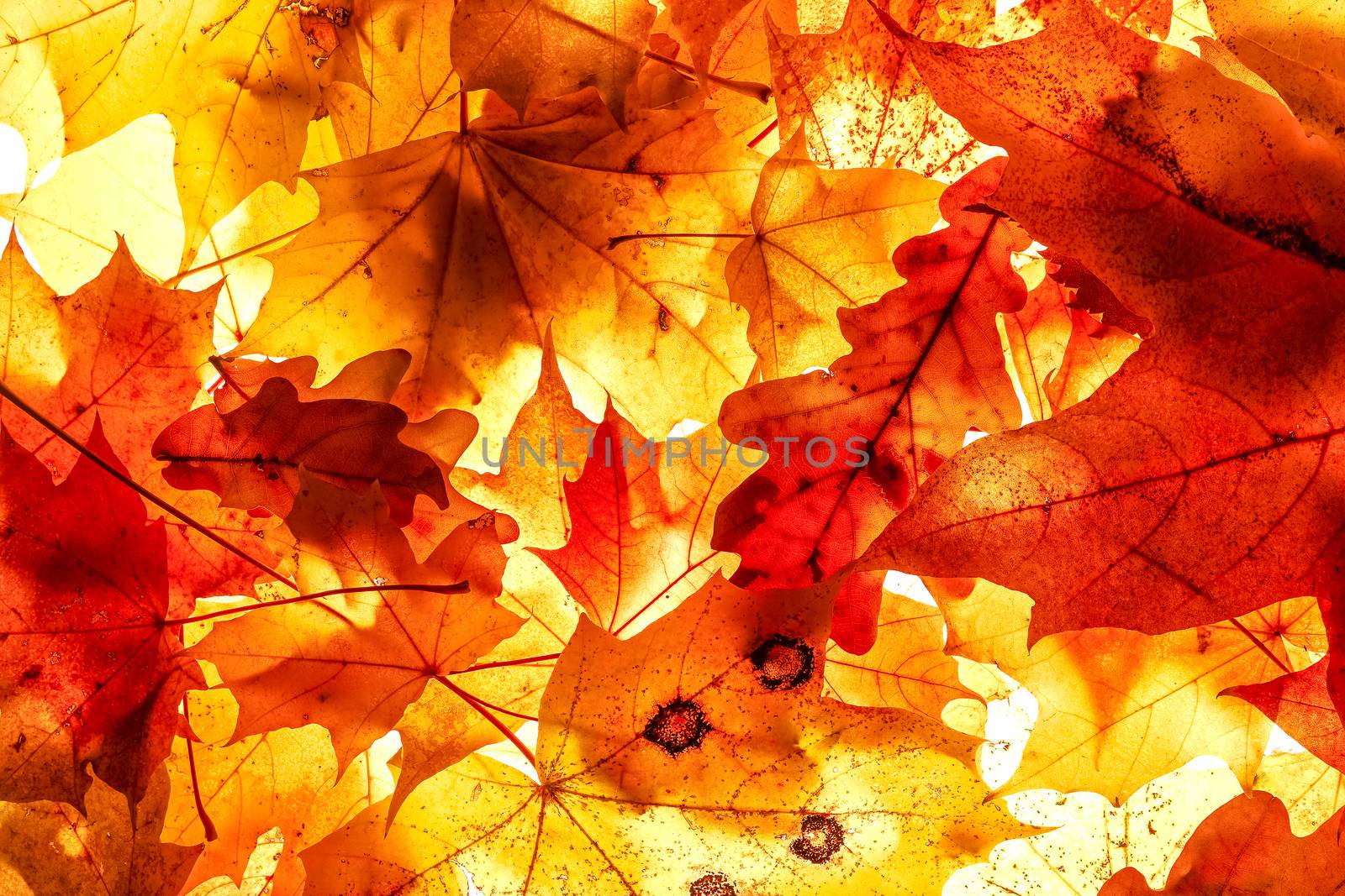 Bright autumn leaves, background by vladimir_sklyarov