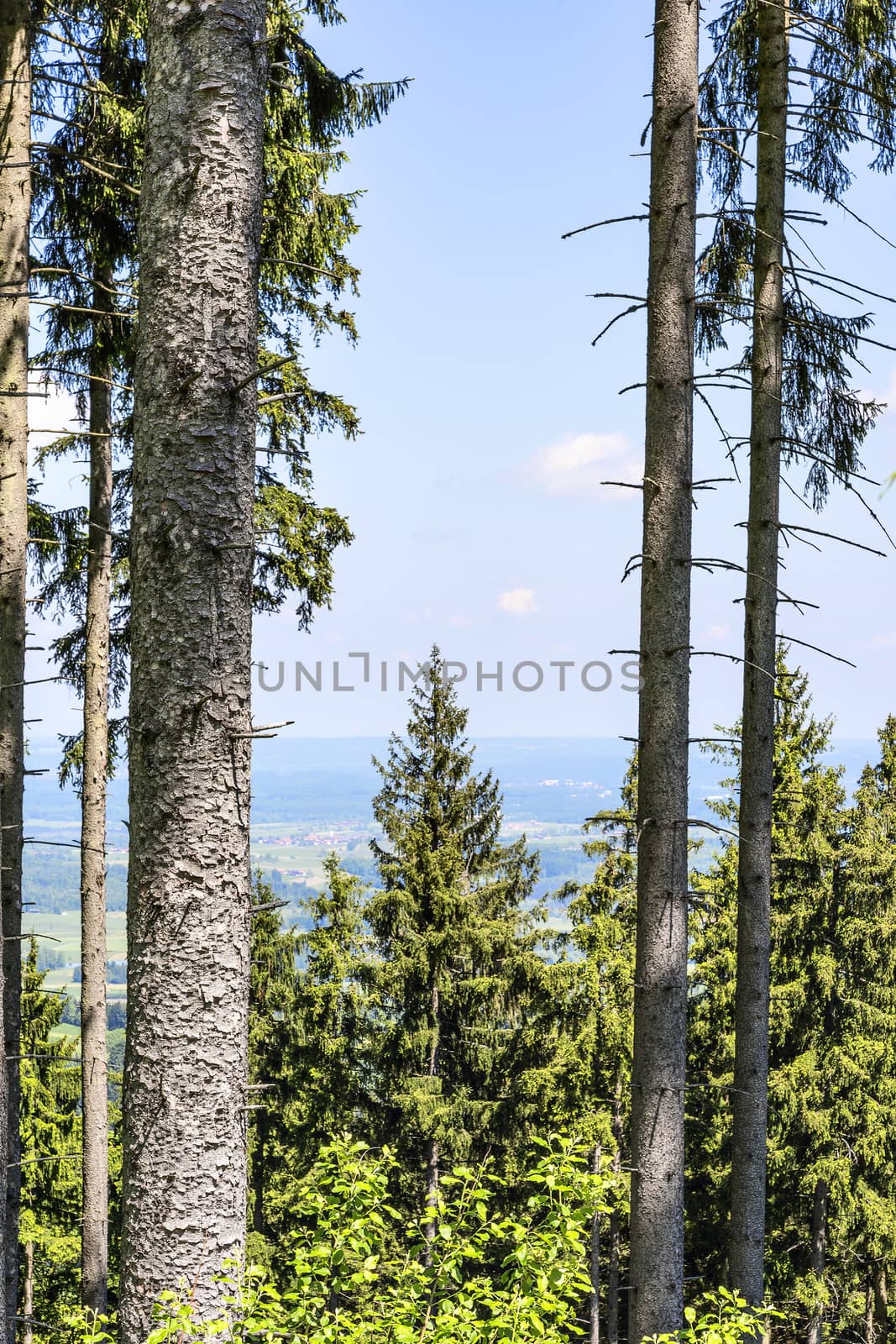 Trees on the mountain Blomberg in the Alps in Bavaria, Germany