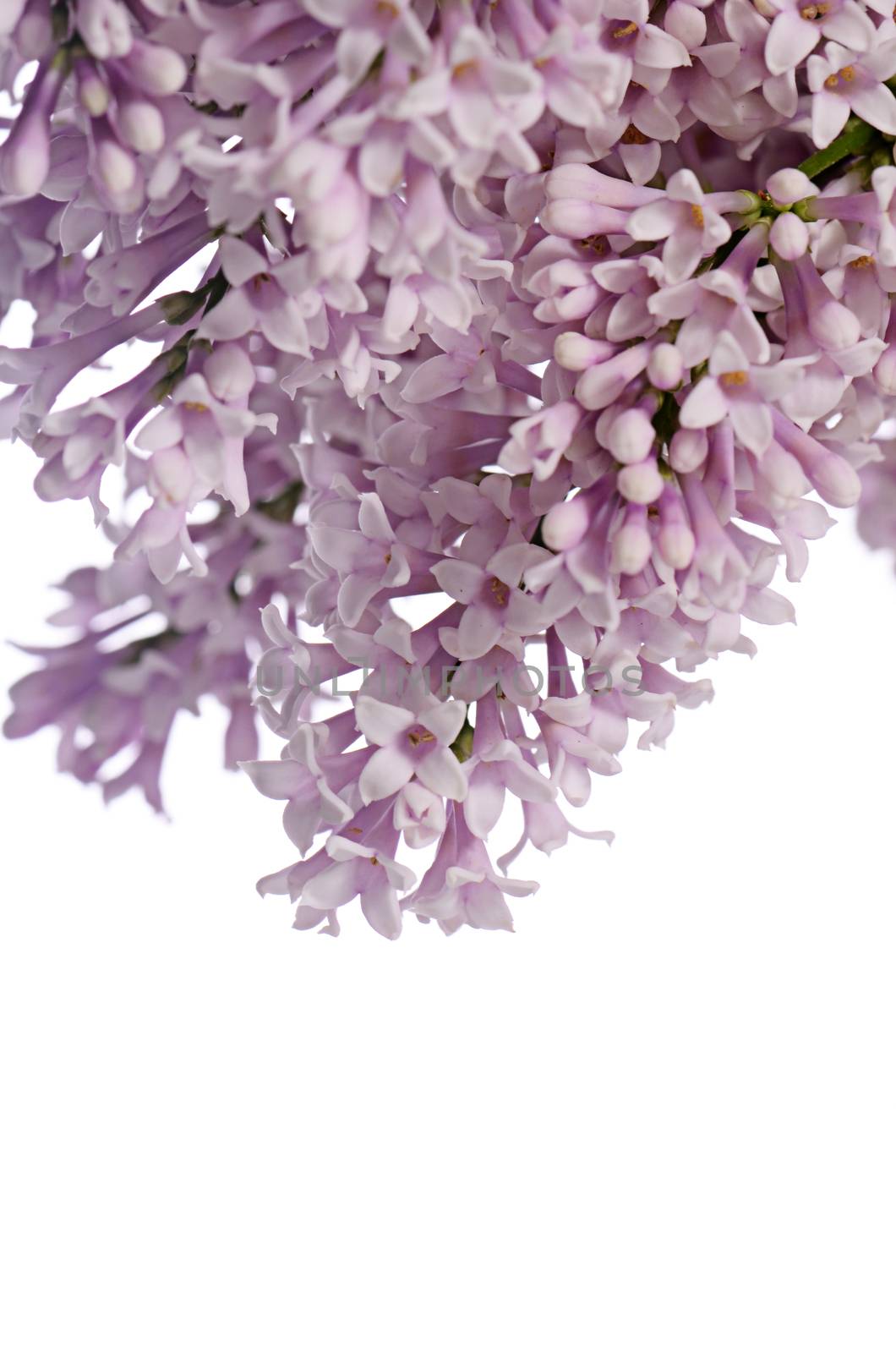 The flower lilac isolated on white background