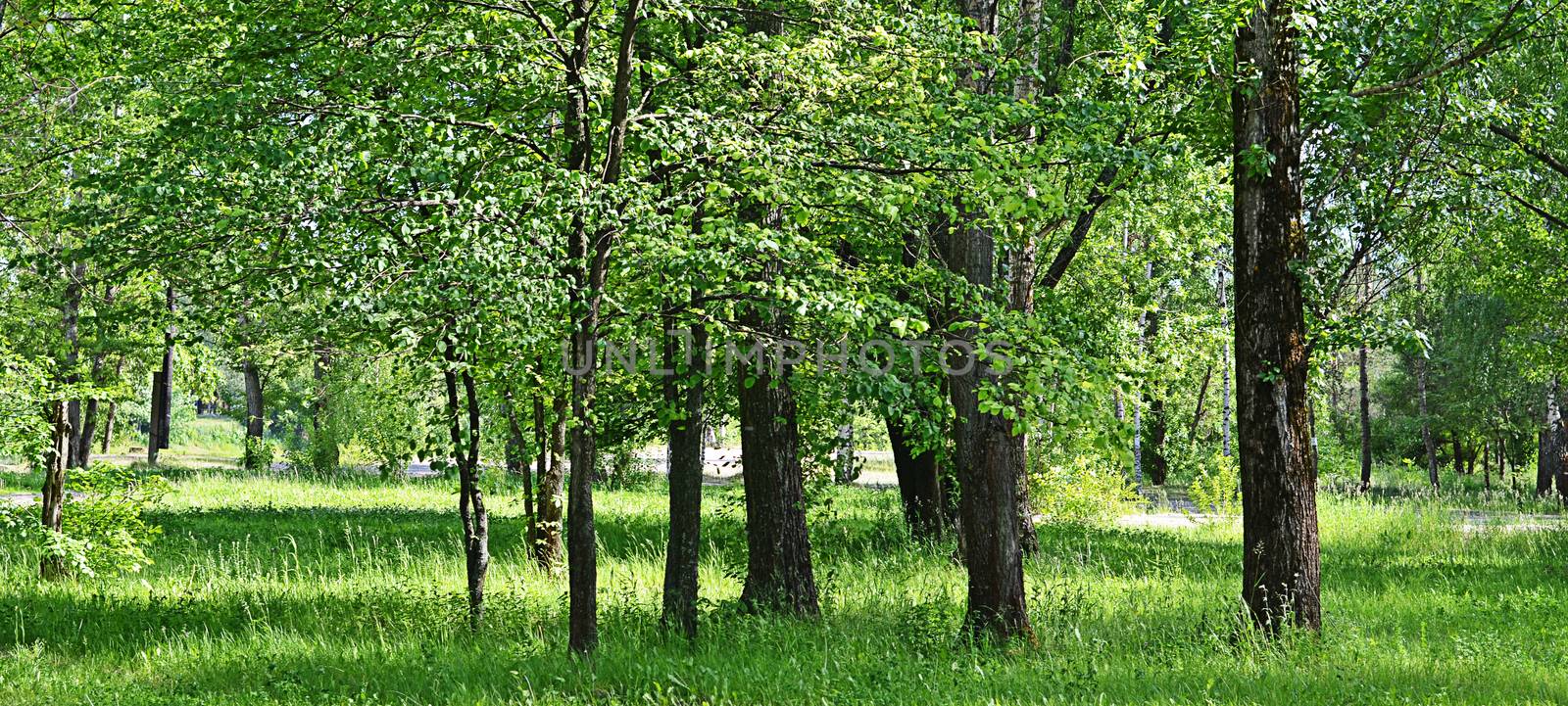 The trees in park in the summer