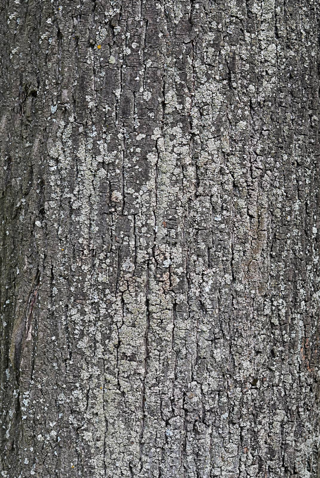 Tree bark close up as a background