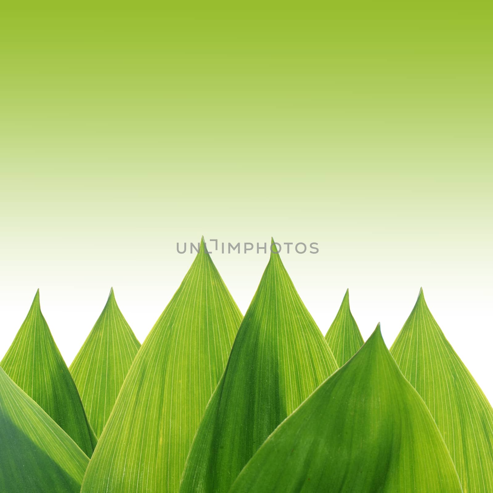 Green leaves of lily of the valley