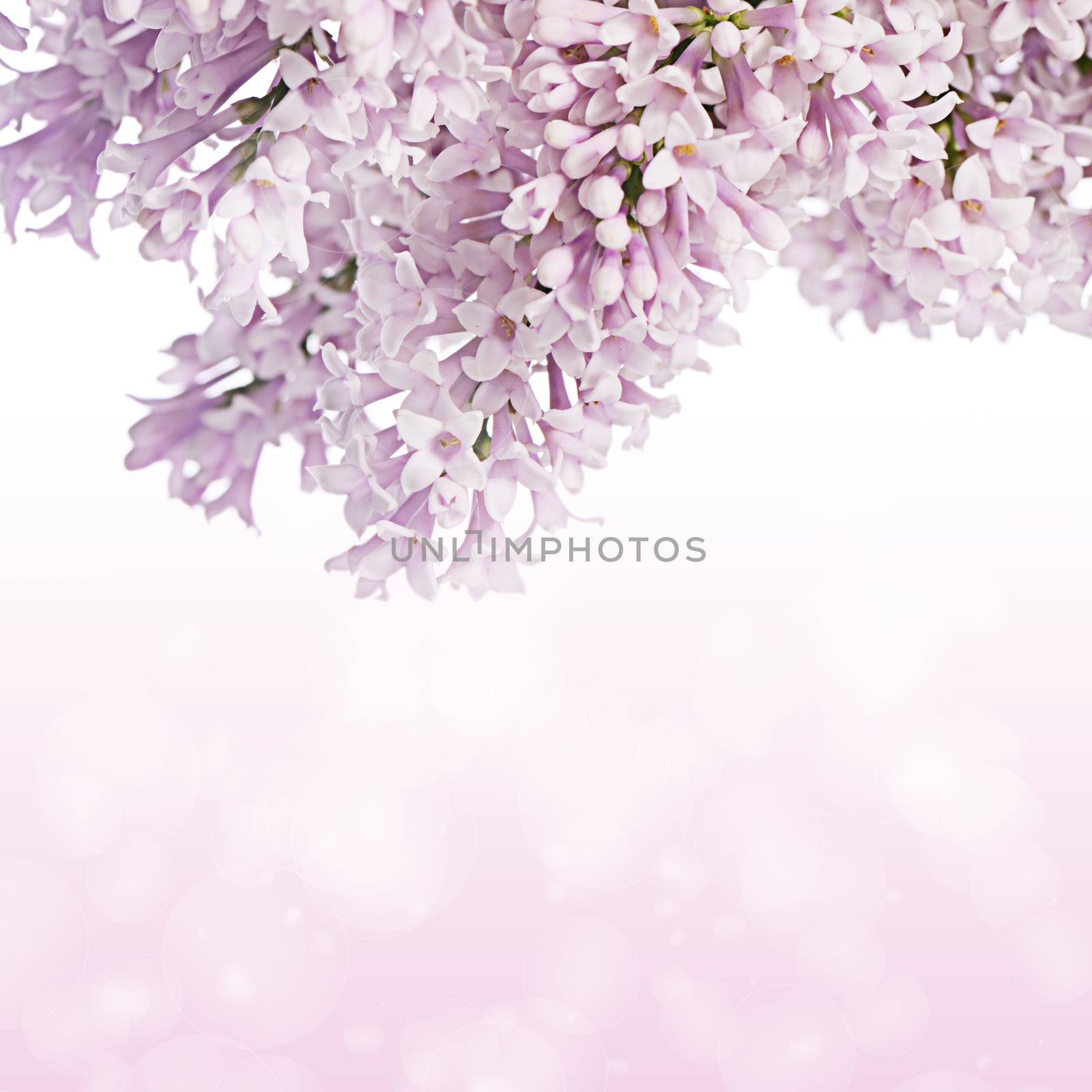 The flower pink lilac as a background