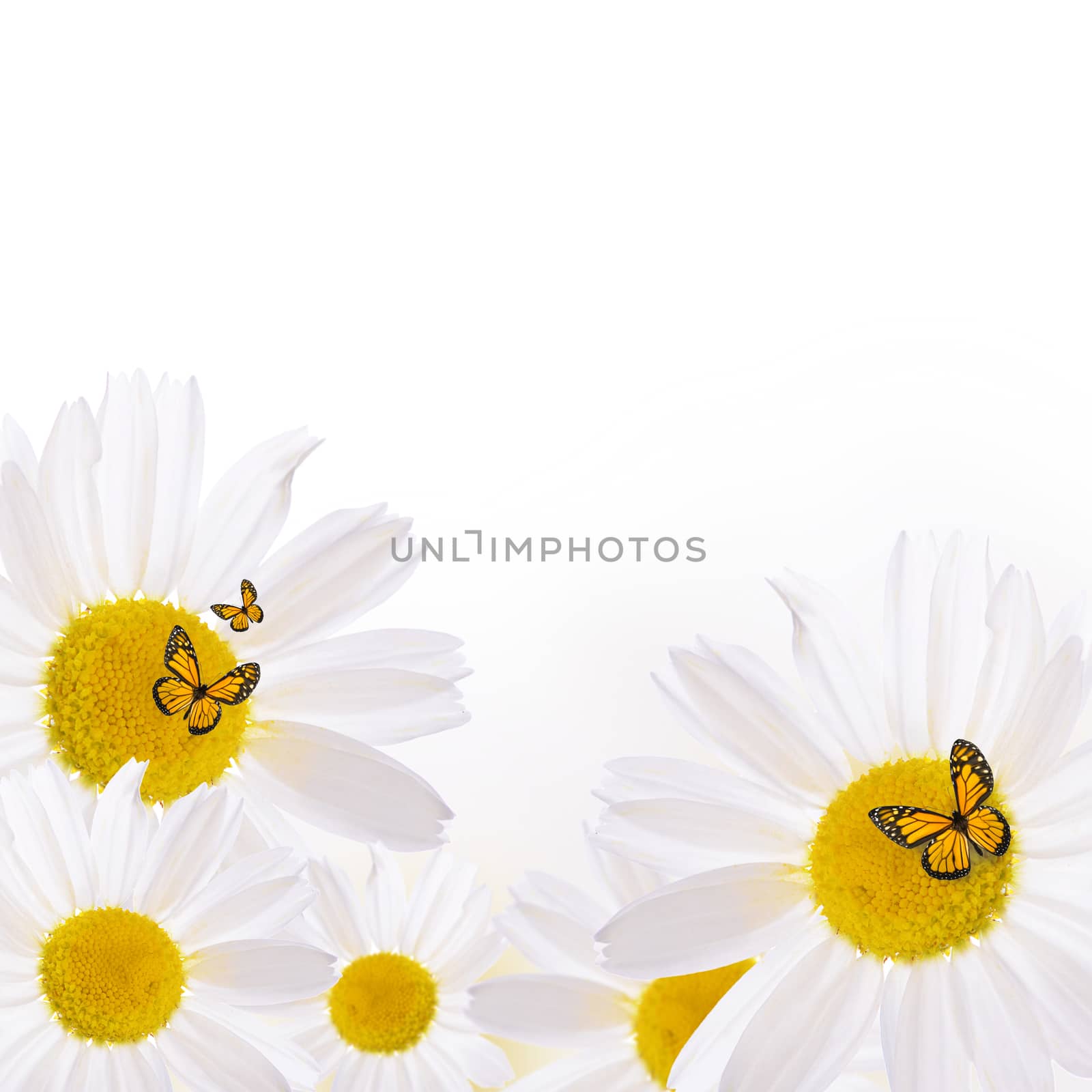 The beautiful daisy isolated on white background