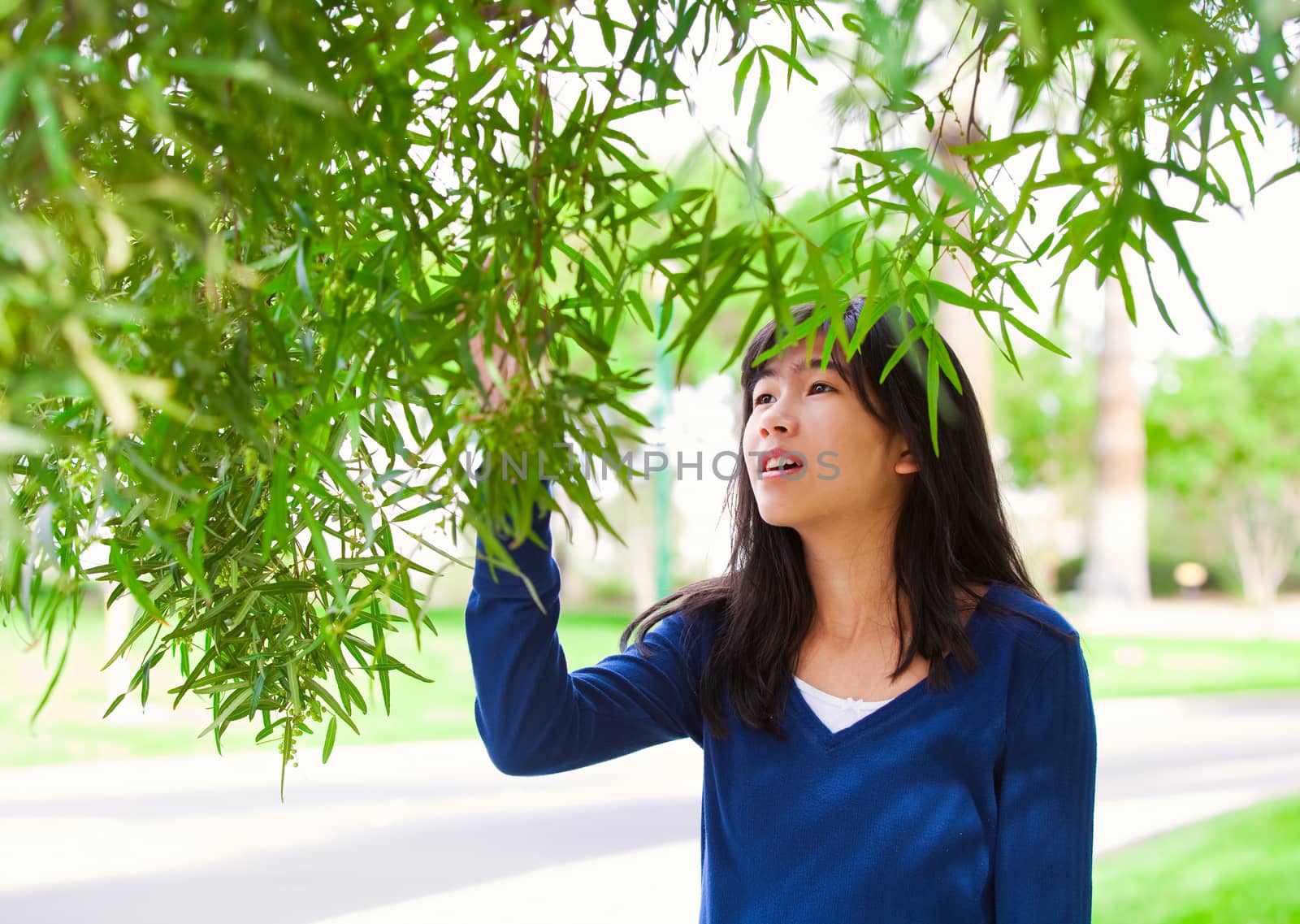 Young teen biracial girl reaching up to touch leaves on tree