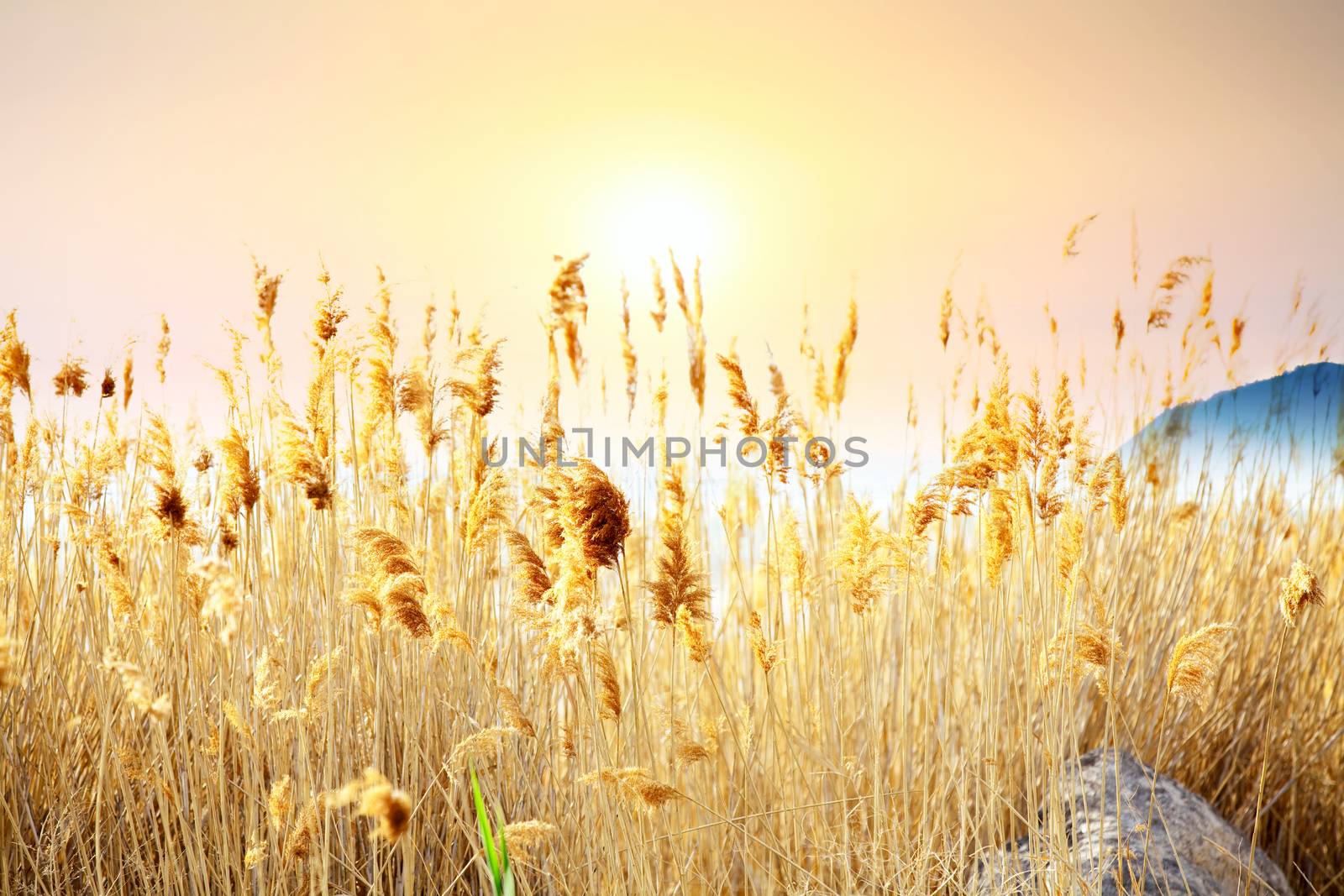 Field of tall yellow grasses set against a yellow orange sunset.