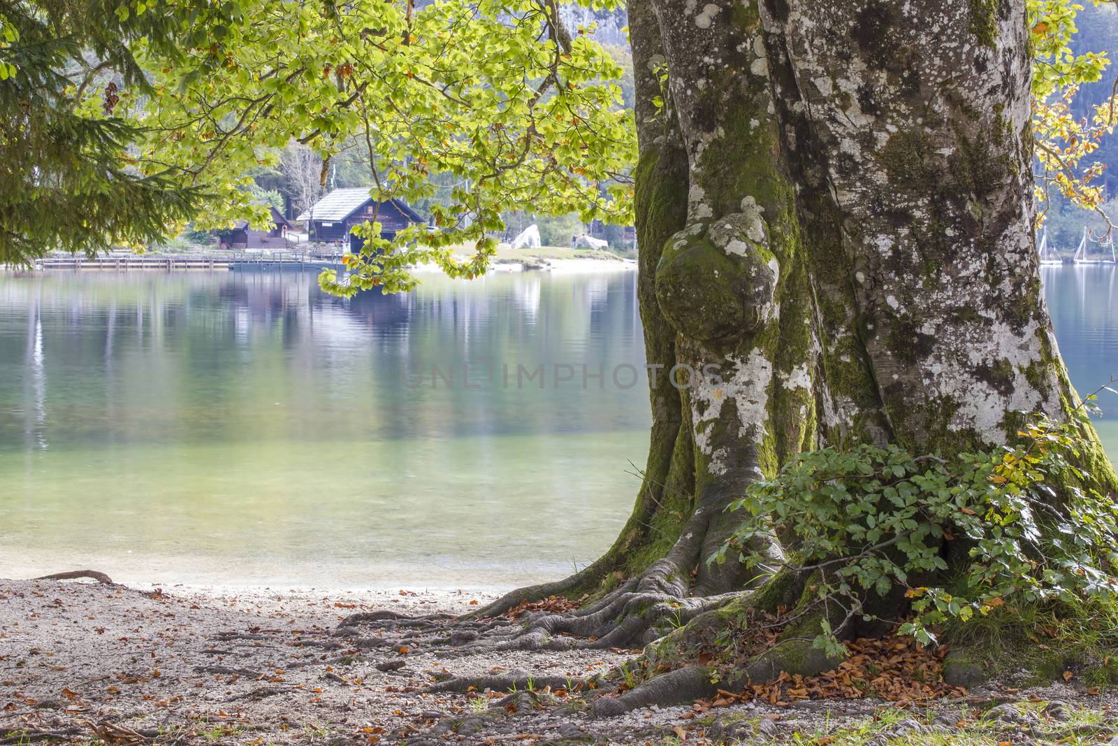 Old tree by the Bohinj lake, Slovenia by miradrozdowski
