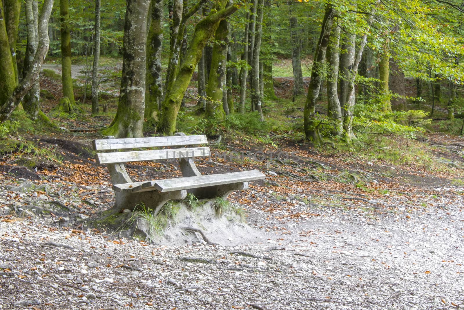 Wood bench in the summer forest  by miradrozdowski