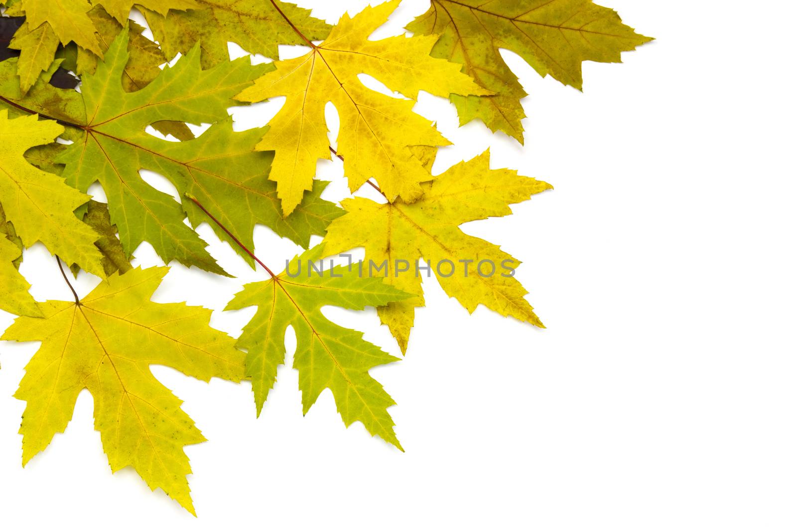 autumn maple leaves by miradrozdowski