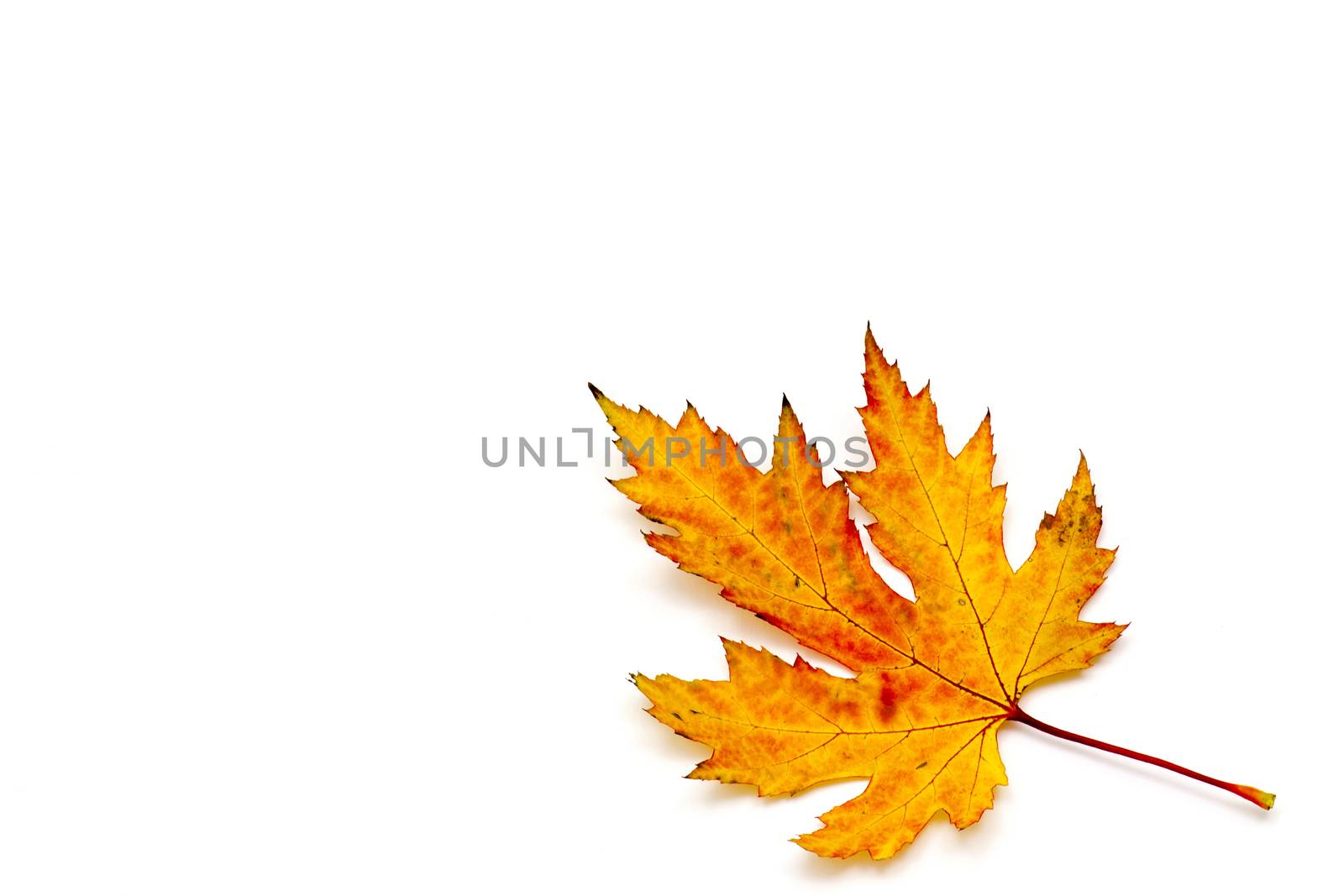 autumn maple leaf by miradrozdowski