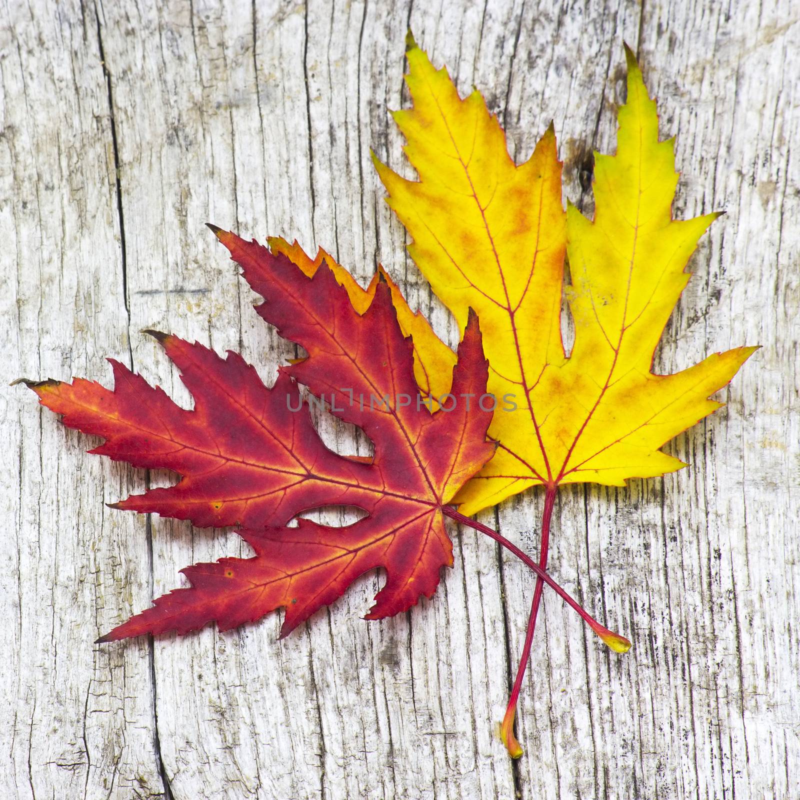 autumn maple leaves on old wooden background