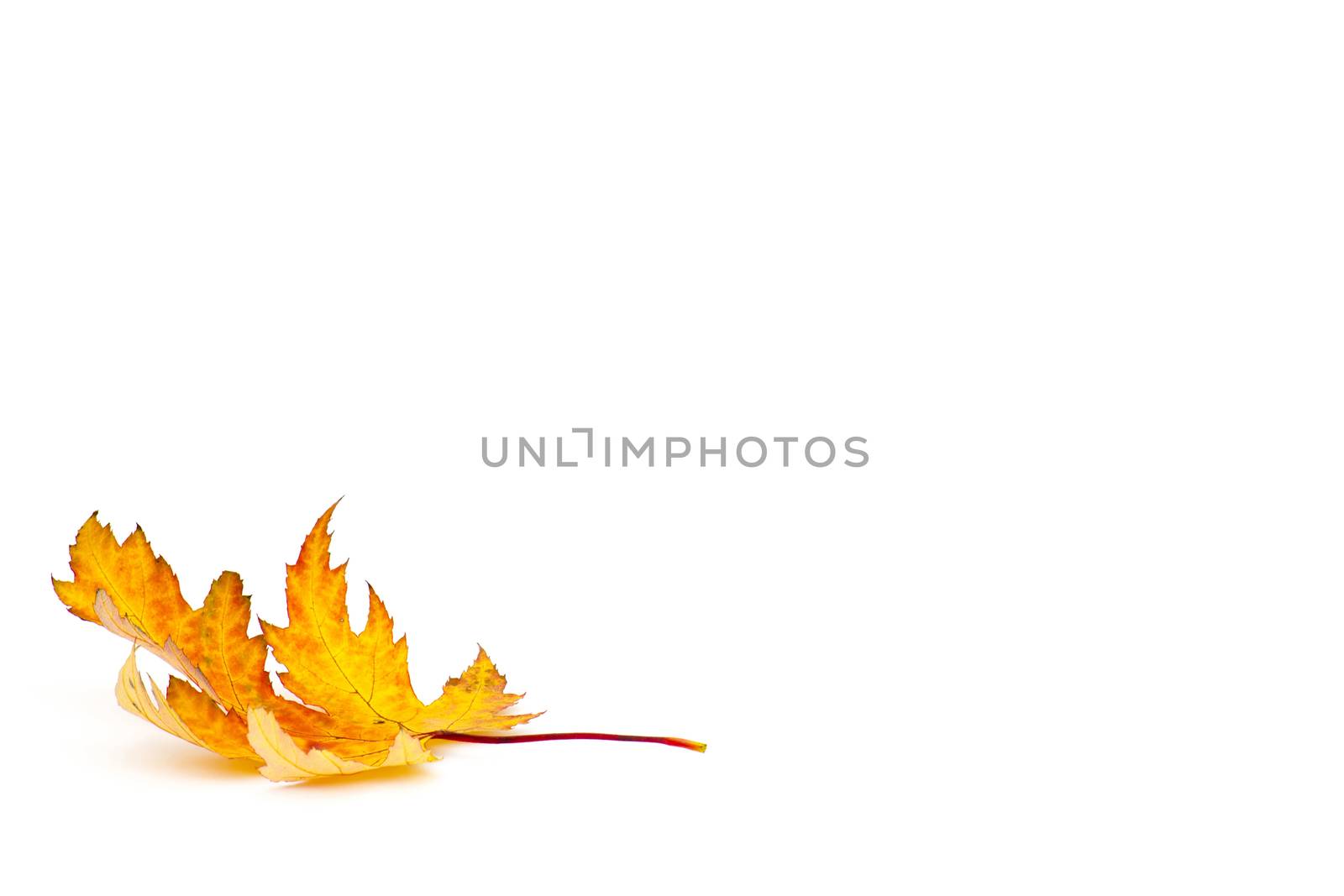 autumn maple leaf on white background