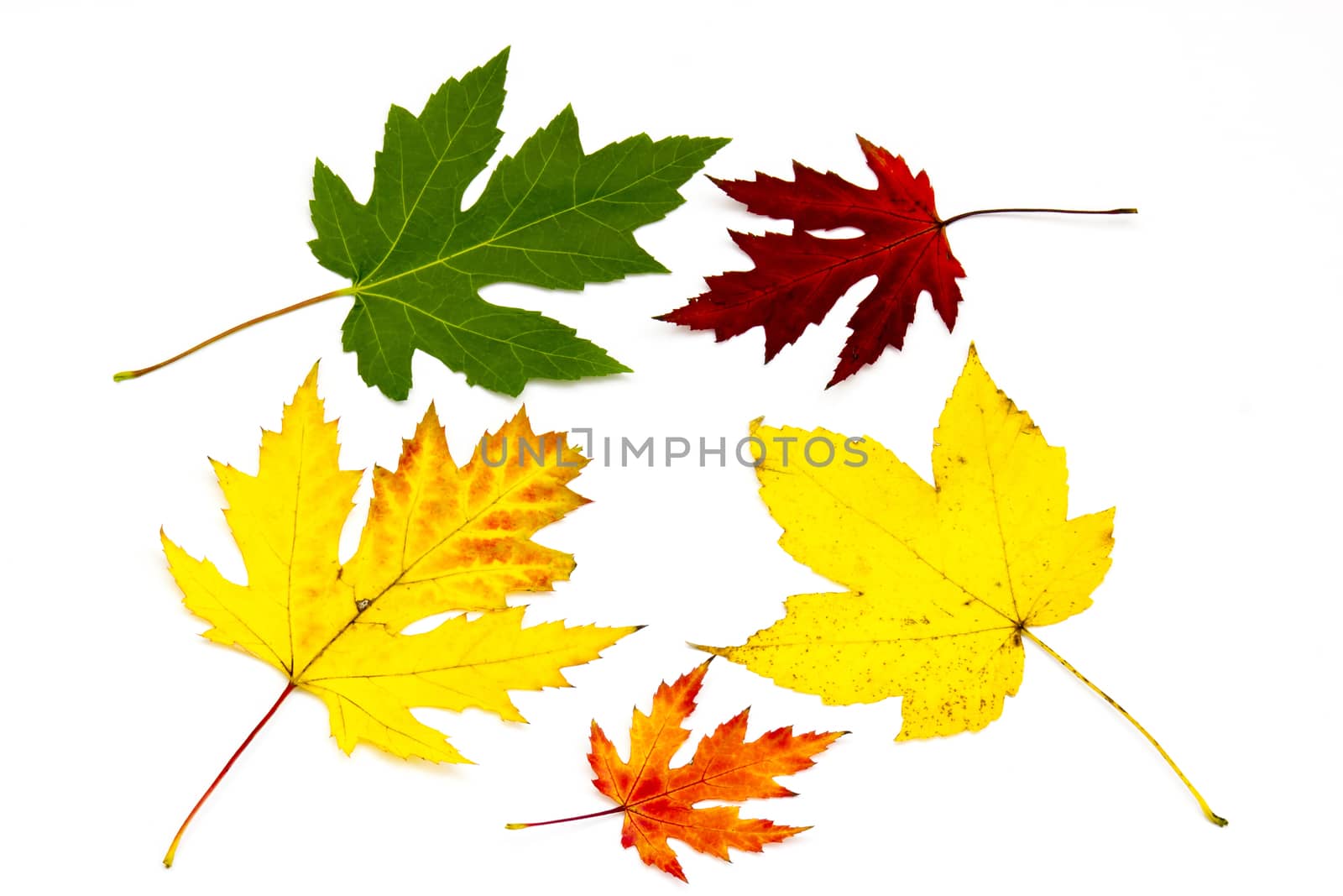 collection of colorful autumn leaves isolated on white backgroun by miradrozdowski