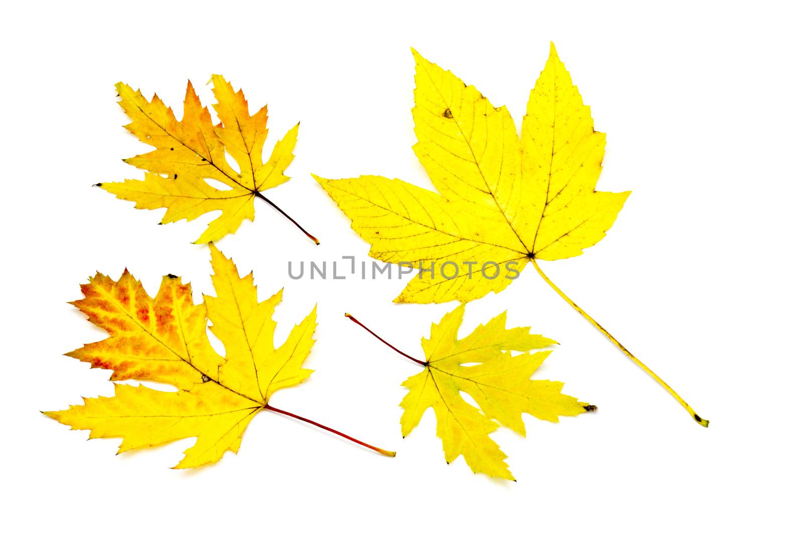 autumn maple leaves on white background