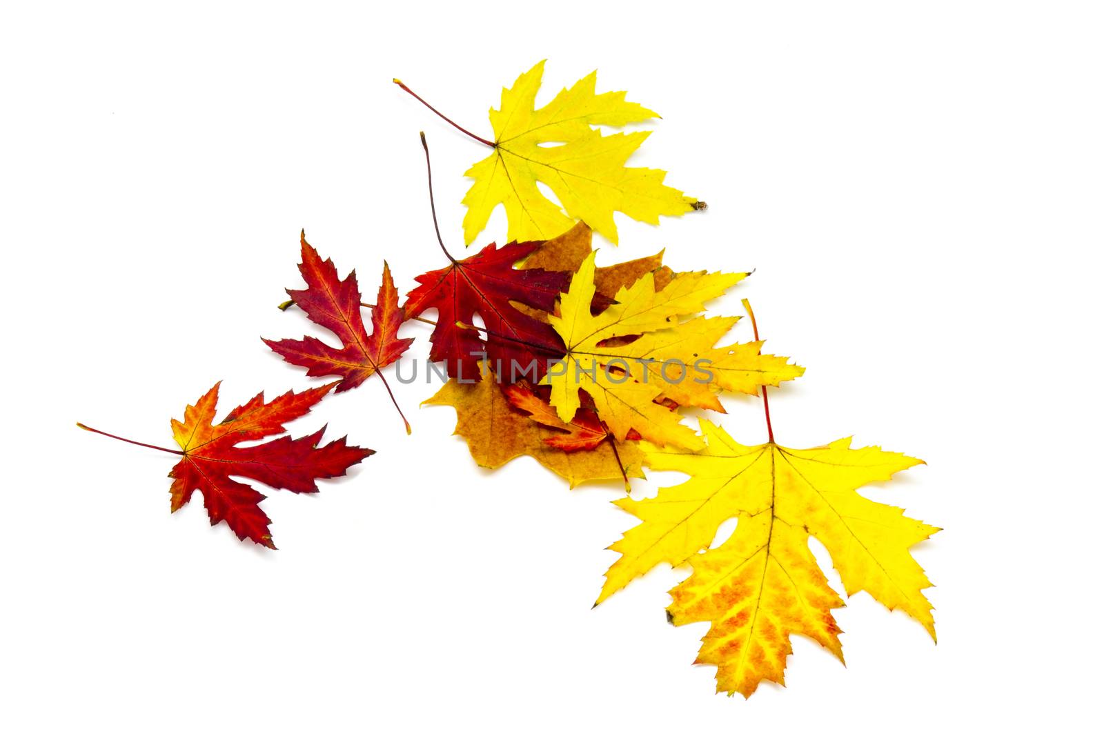 autumn maple leaves on white background