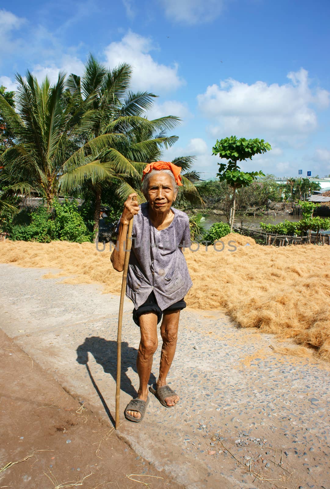 BEN TRE, VIET NAM- JUNE 1: Asian old woman with stick walking at Vietnamese countryside, senior very healthy walking on path, female usually have long living, Bentre, Vietnam, June 1, 2015